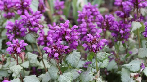 lamium companion plants