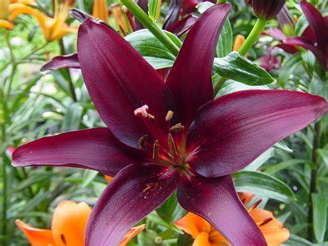 landini asiatic lily