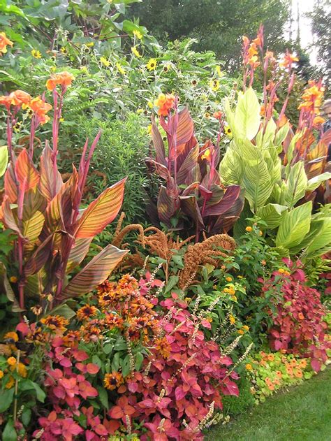 landscaping canna lily companion plants