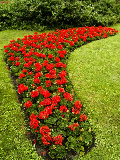 landscaping with geraniums