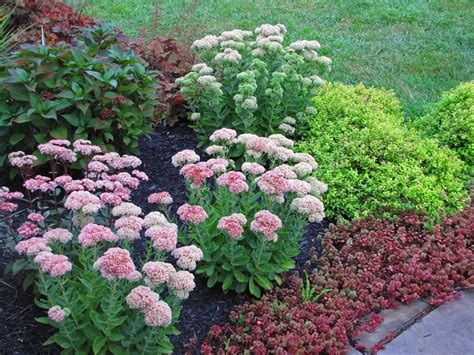 landscaping with sedum