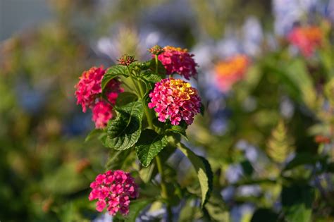 Companion Plants for Lantana