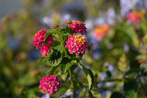 lantana companion plants