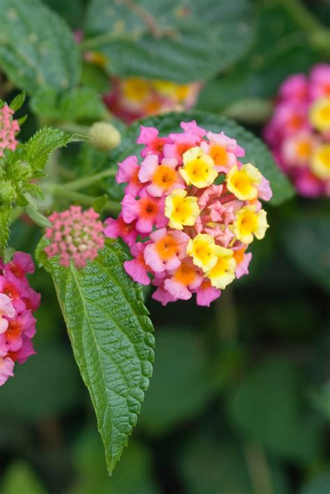 lantana mosquito