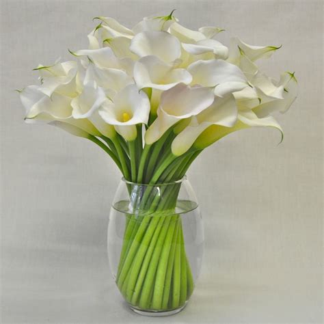 large calla lily