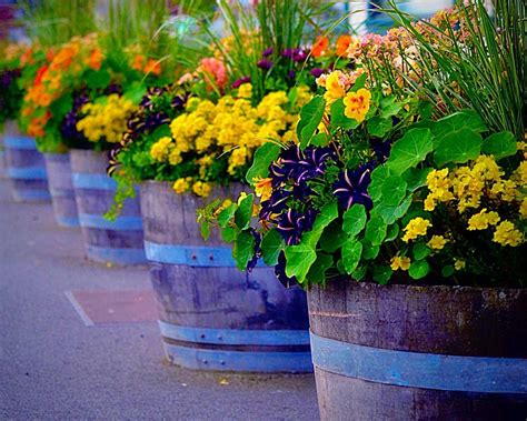 large container garden ideas