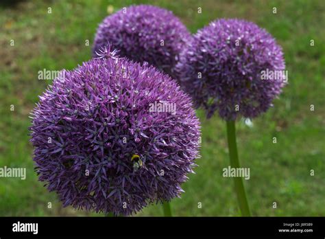 large flower heads