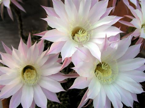 large flowered cactus