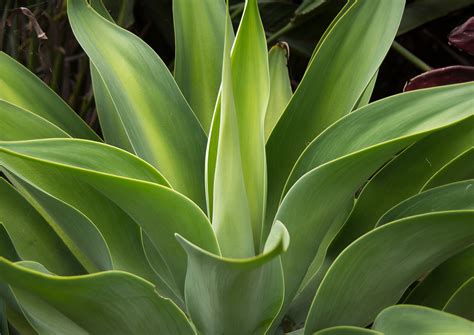 large leaf evergreen plants