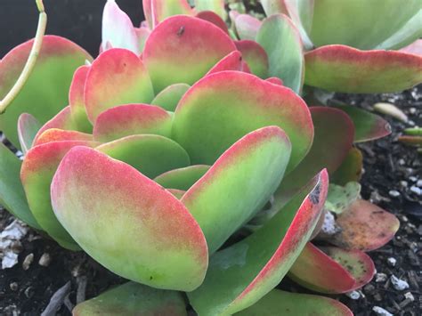 large leaf succulent