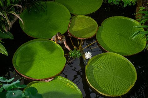 large lily pads