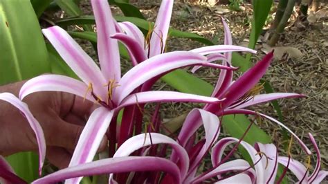 large lily plant
