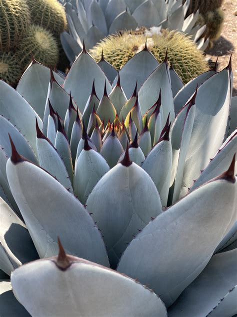 large outdoor succulent plants