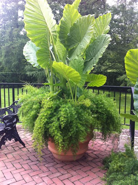 large patio plants