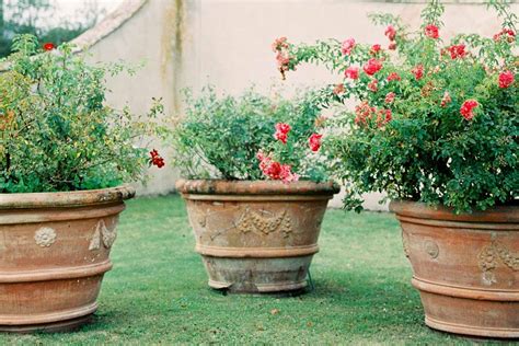 large pots for roses