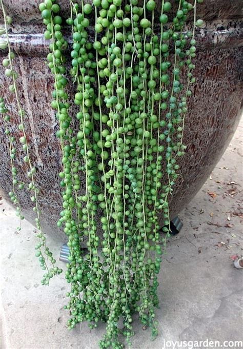 large string of pearls plant