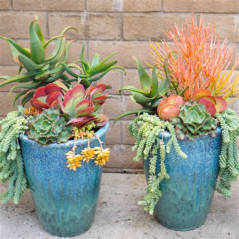 large succulent potted plants