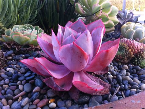 large succulents