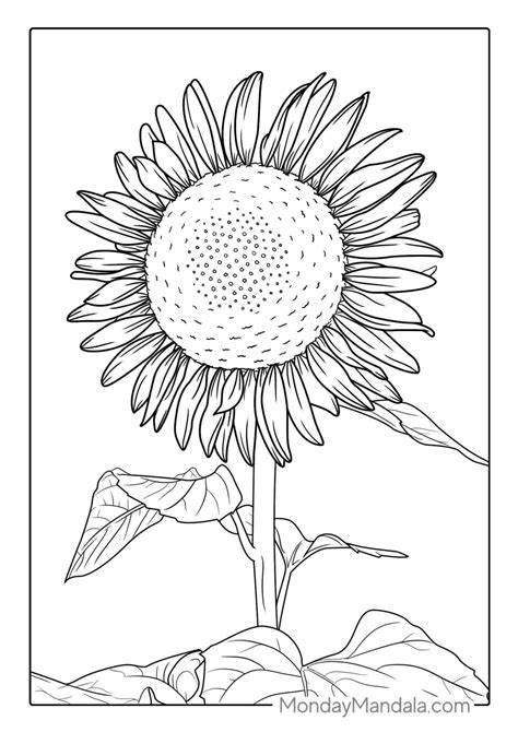 large sunflower coloring page