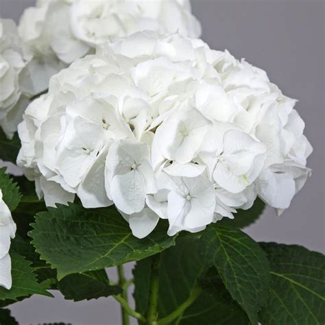 large white bloom hydrangea