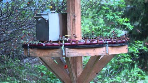 largest hummingbird feeder