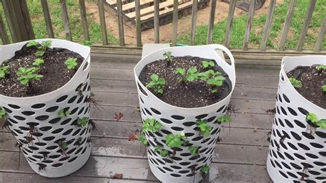 laundry basket strawberry planter