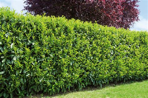 laurel privacy hedge