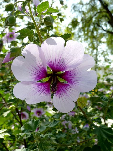 lavatera companion plants