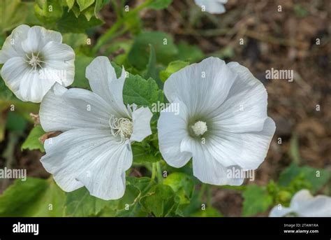 lavatera trimestris