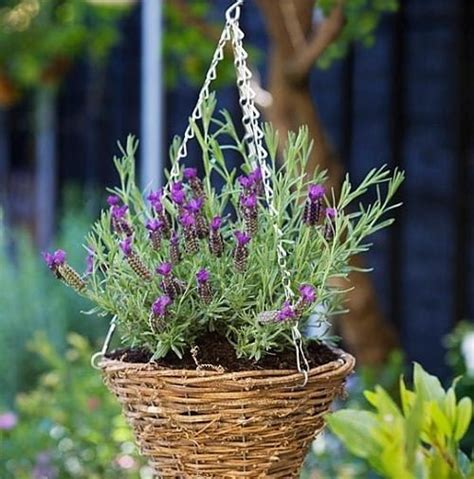 lavender and mint planted together