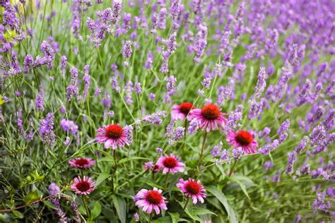 lavender and thyme companion planting
