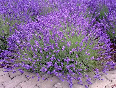 lavender bush care