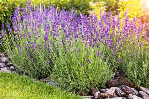 lavender bush care