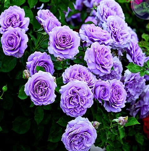lavender climbing rose
