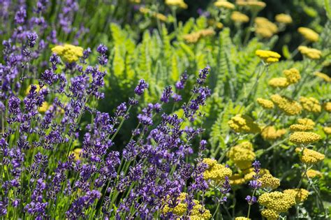 lavender companion herbs
