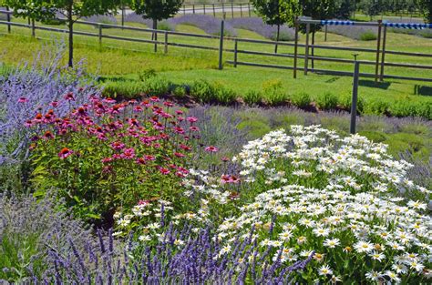 Lavender Companion Vegetable Plants: How They Benefit Each Other