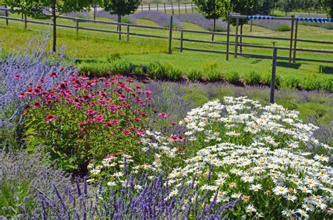 lavender companion vegetable plants