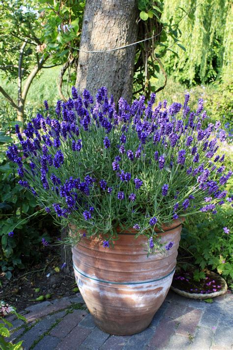 lavender container companion plants