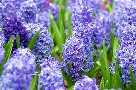lavender hyacinth