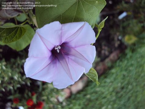 lavender moonflower