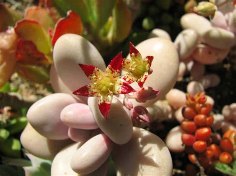 lavender pebbles succulent