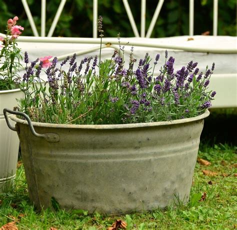 lavender to keep bugs away
