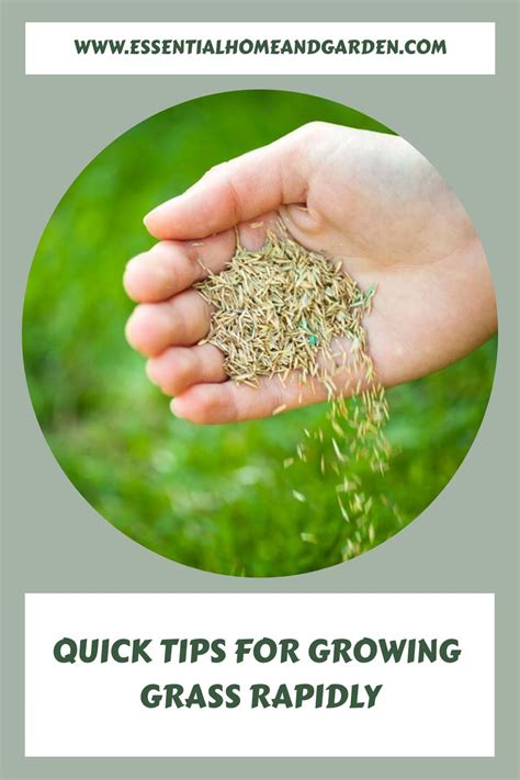 lawn grass growing tips