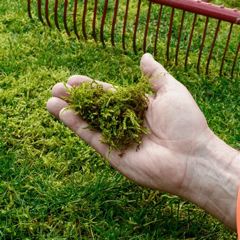 lawn moss control
