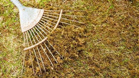 lawn scarifying tips