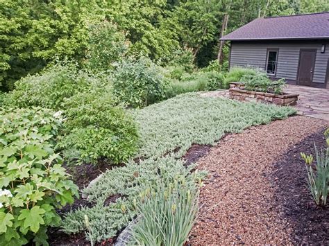 lawn substitutes for shade