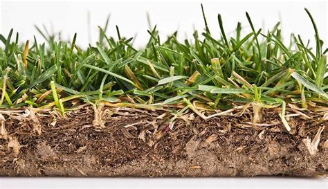lawn thatch control