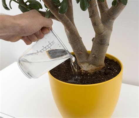 leaching indoor plants