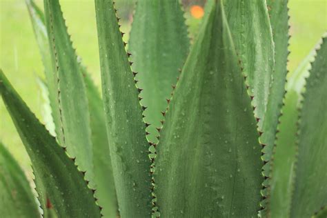 leafy cactus