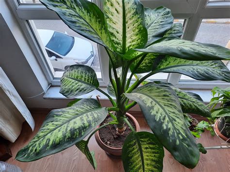 leafy house plant